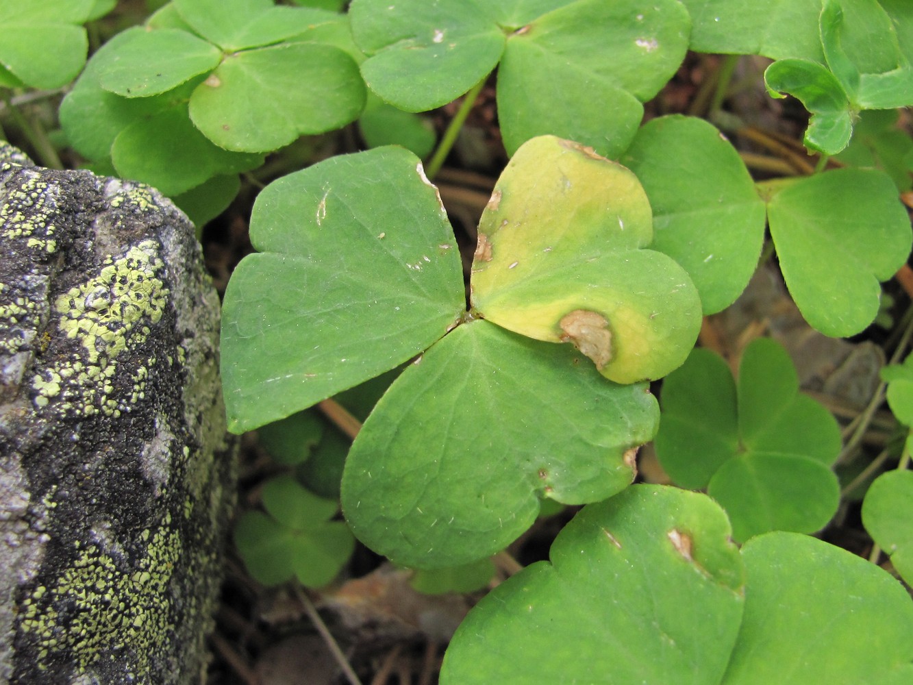 Изображение особи Oxalis acetosella.