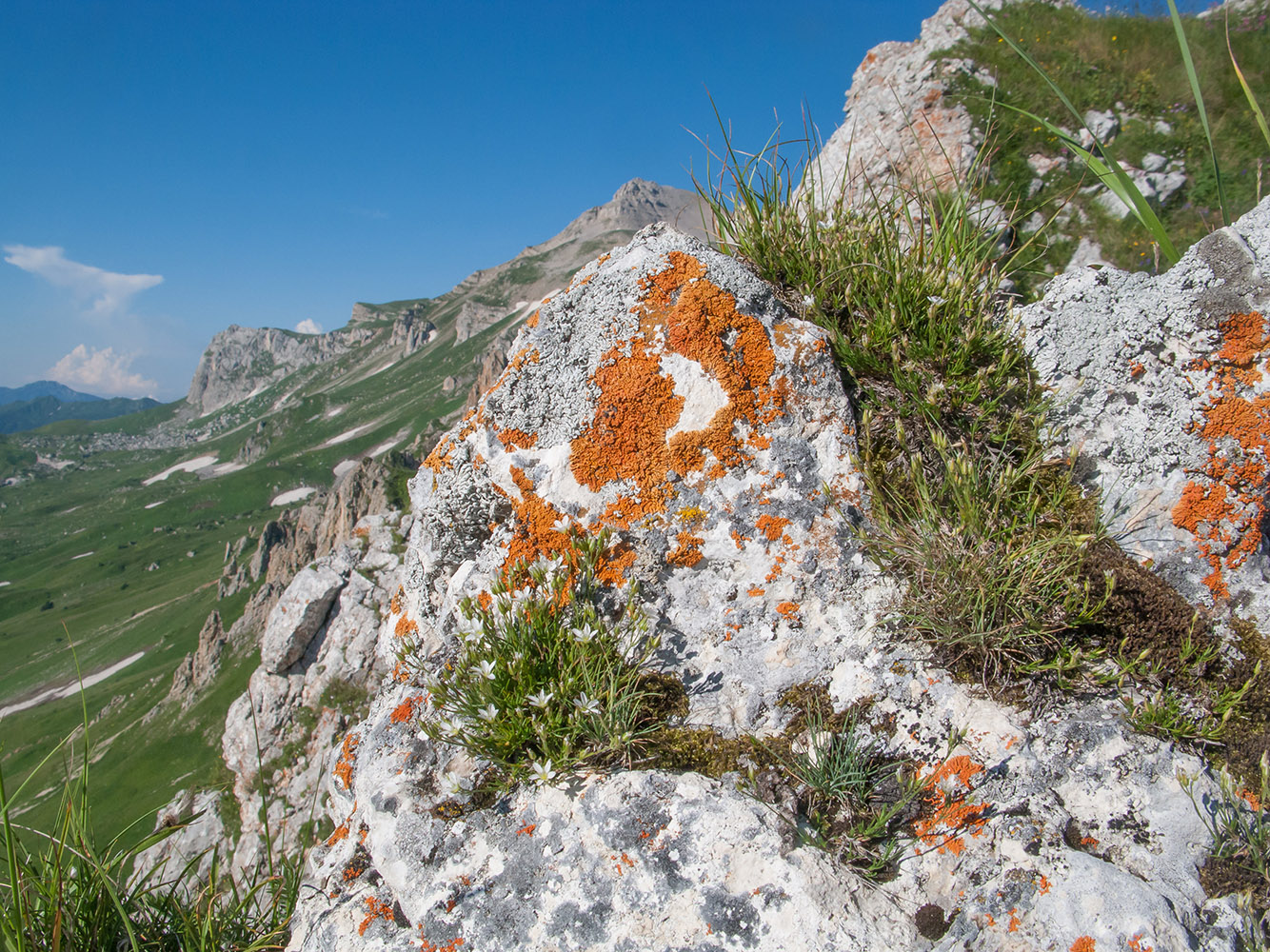 Image of Minuartia setacea specimen.