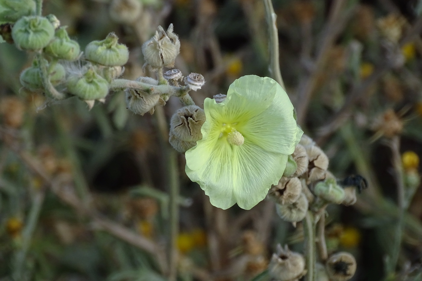 Изображение особи Alcea rugosa.