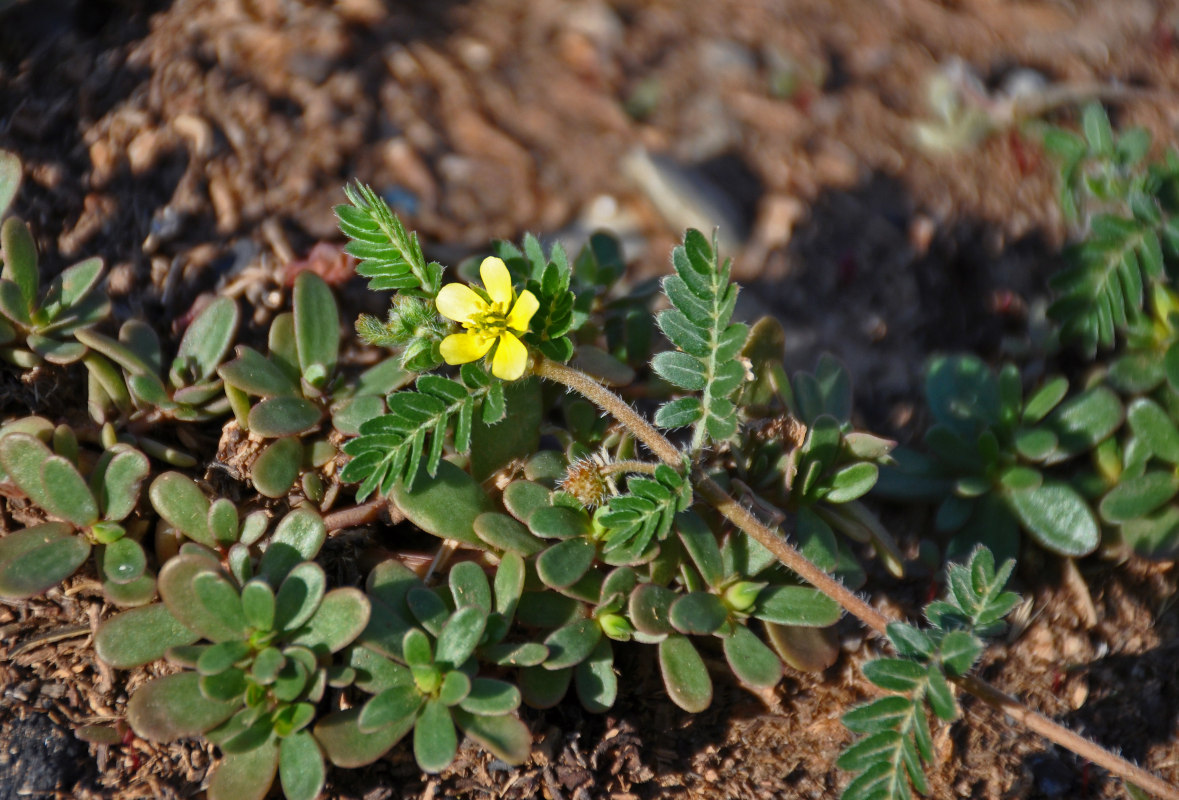 Image of Tribulus terrestris specimen.