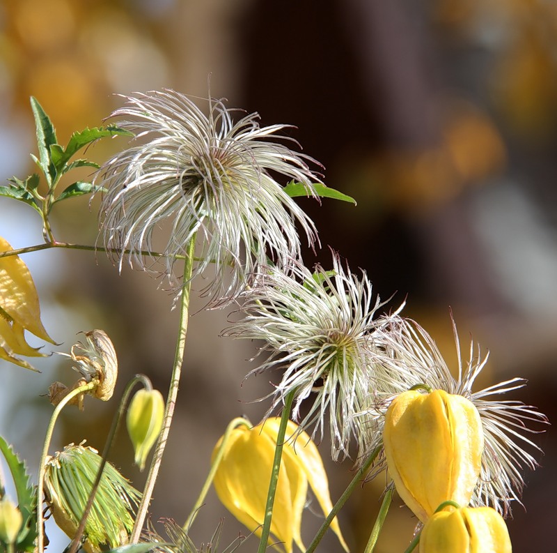 Image of Clematis tangutica specimen.