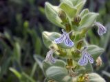 Ajuga laxmannii