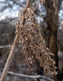 Urtica dioica