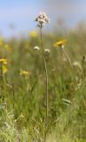 Valeriana tuberosa. Цветущее растение. Крым, Керченский п-ов, Приазовье, Караларская степь, засолённая степь. 6 мая 2021 г.