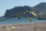 Crambe koktebelica