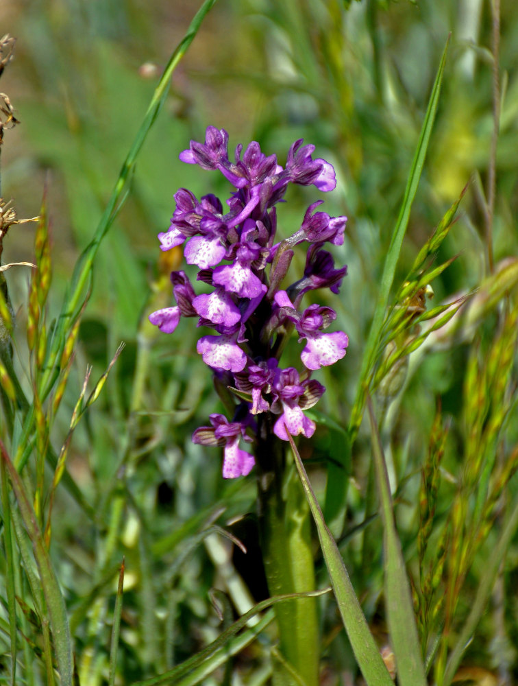 Image of Anacamptis morio ssp. caucasica specimen.