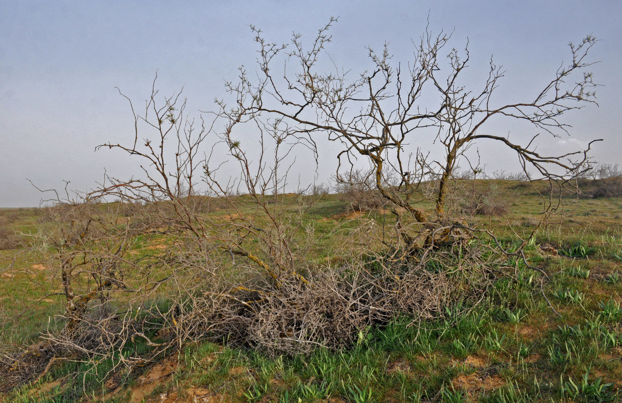 Image of Calligonum aphyllum specimen.