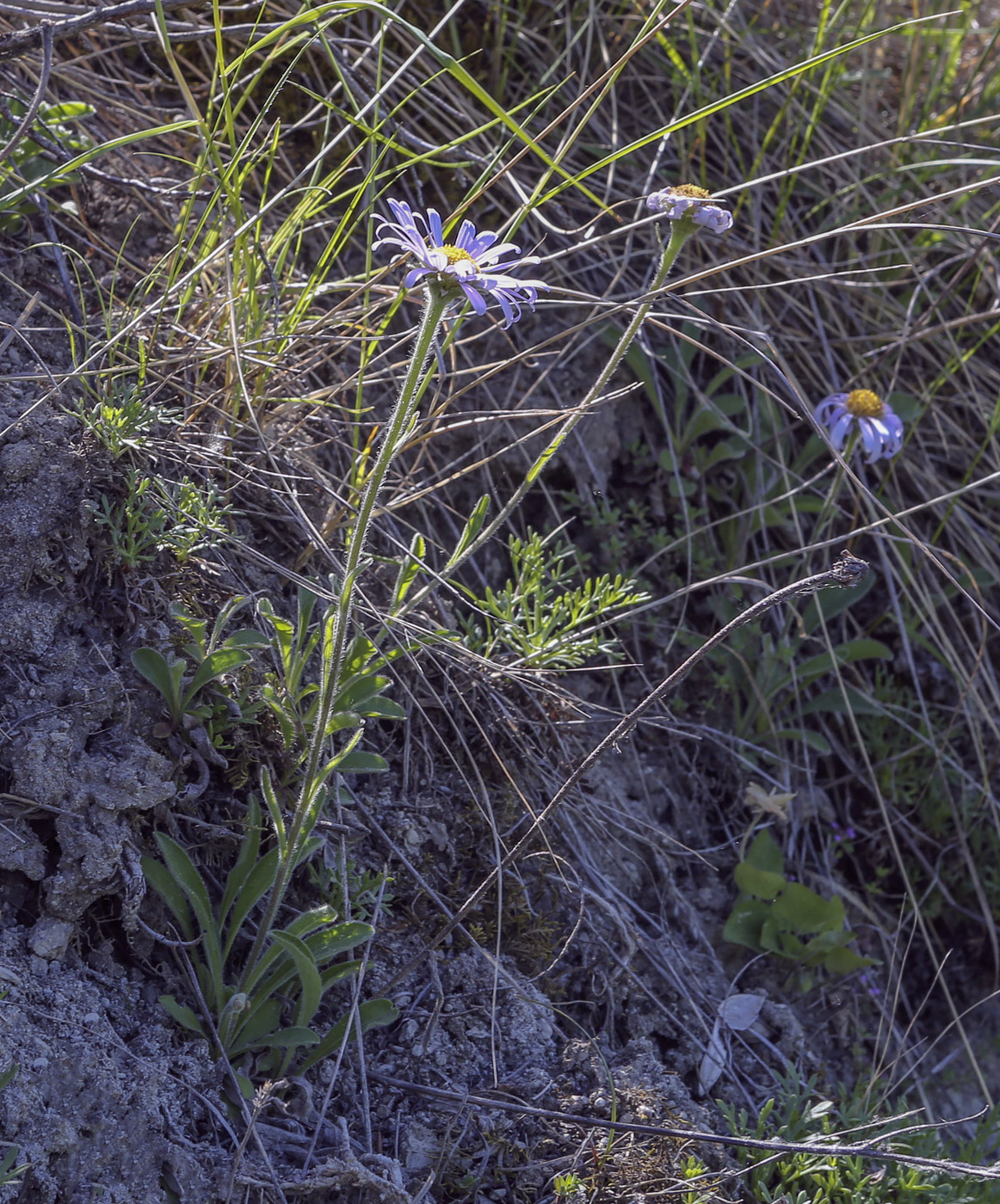 Изображение особи Aster alpinus.