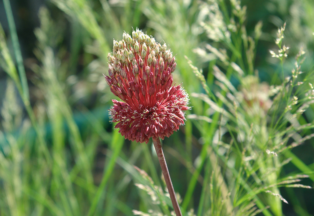 Image of Allium amethystinum specimen.