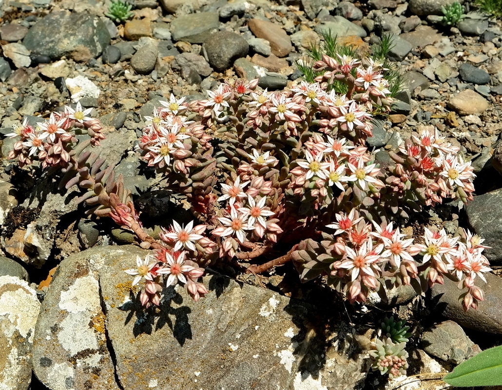 Изображение особи Sedum hispanicum.