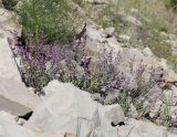 Teucrium canum