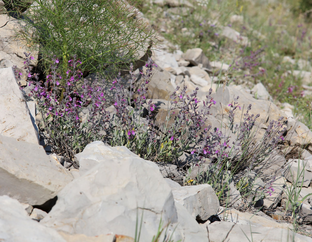 Image of Teucrium canum specimen.