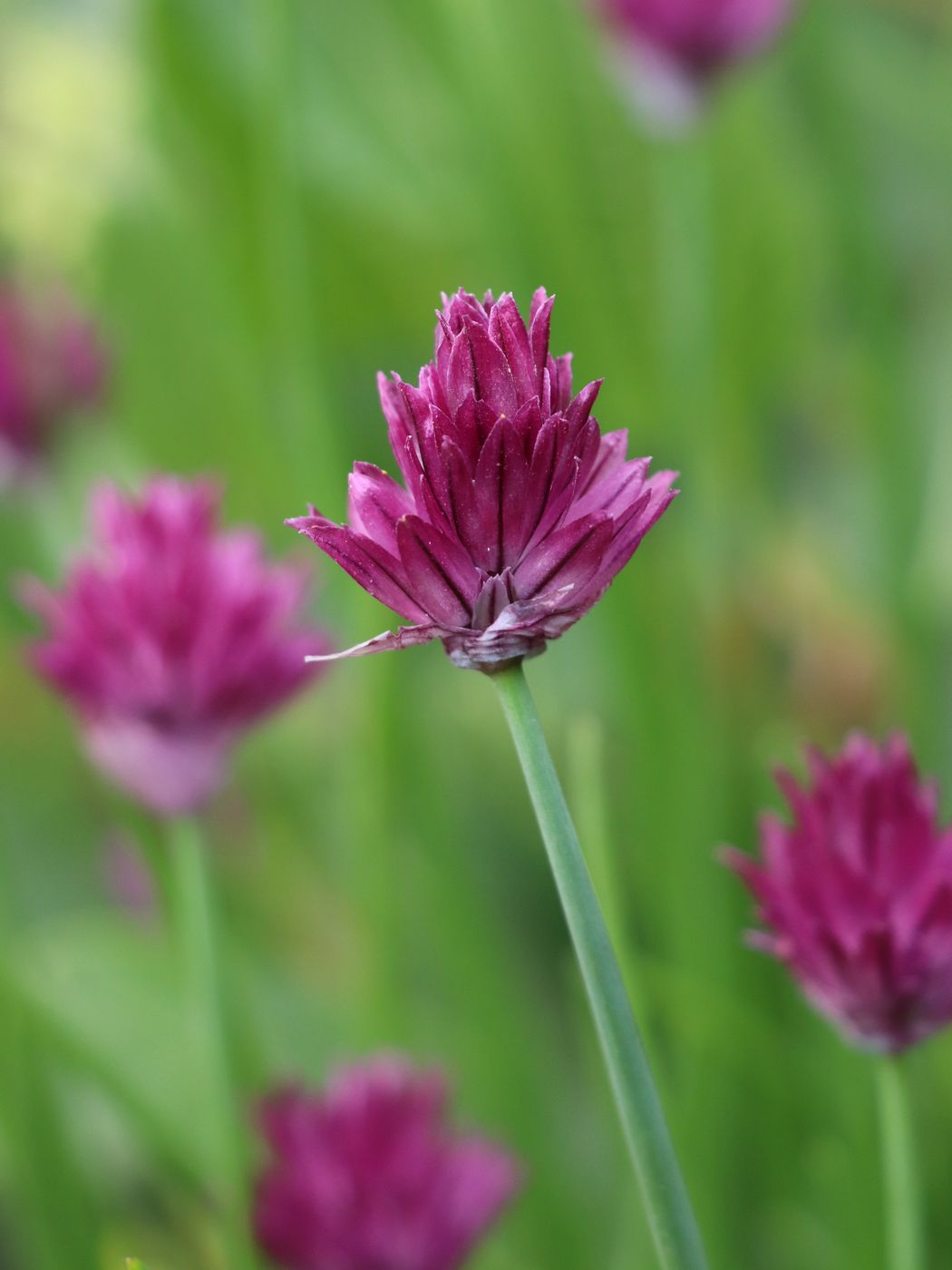 Изображение особи Allium kaufmannii.