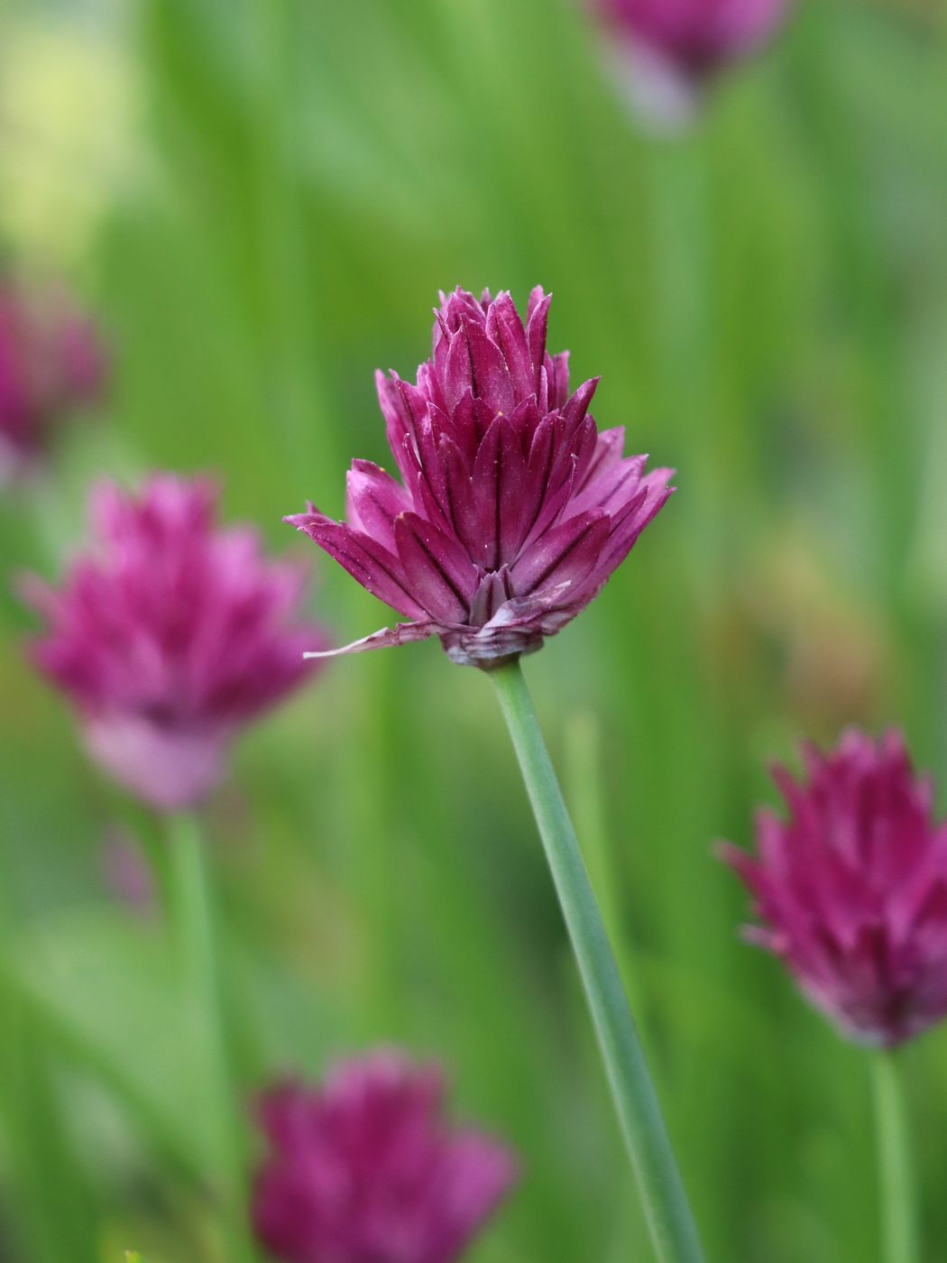 Image of Allium kaufmannii specimen.