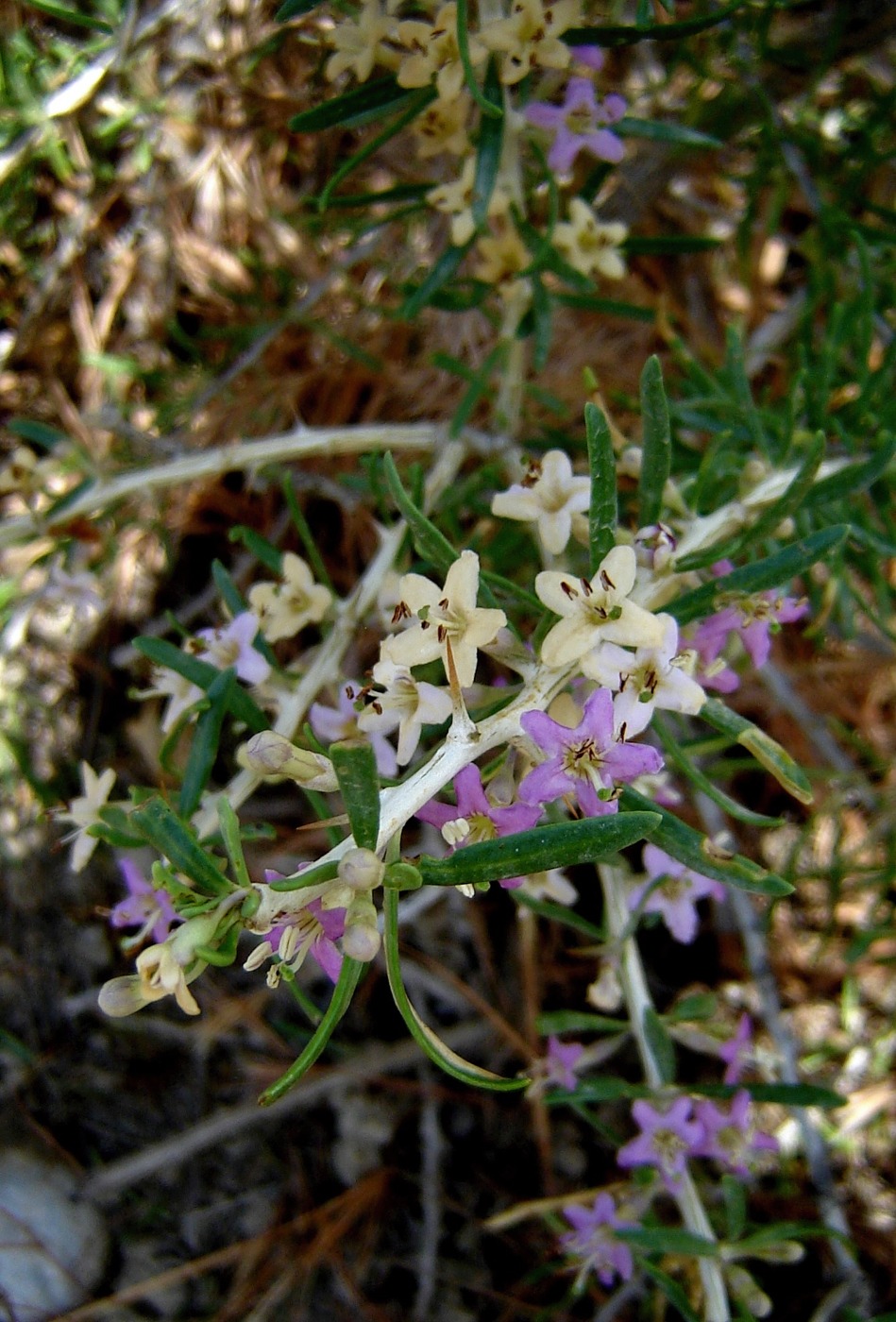 Image of Lycium ruthenicum specimen.