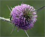 Dipsacus fullonum. Соцветие. Московская обл., Раменский р-н, окр. дер. Хрипань, садовый участок. 11.08.2021.
