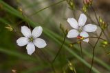 Linum tenuifolium