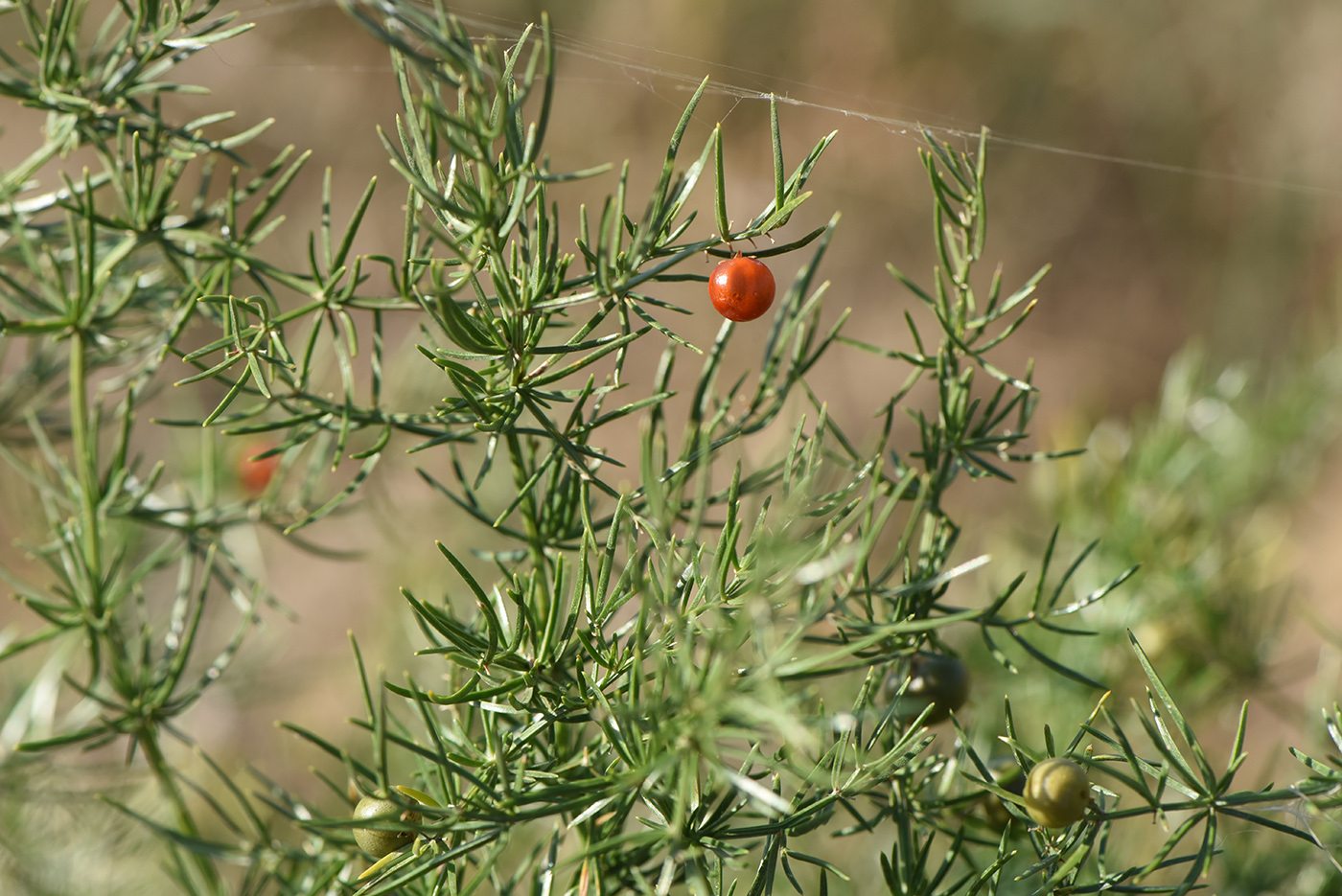 Image of Asparagus verticillatus specimen.