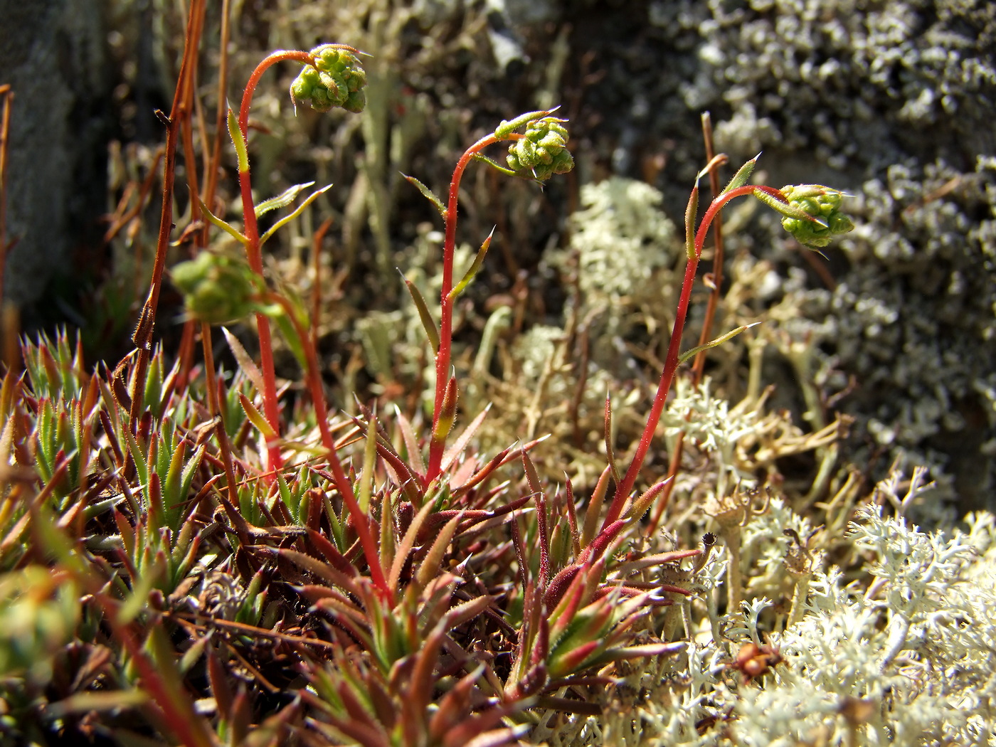 Изображение особи Saxifraga omolojensis.