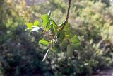 Ceratonia siliqua. Верхушка ветки. Израиль, национальный парк \"Бейт Гуврин\". 17.02.2020.