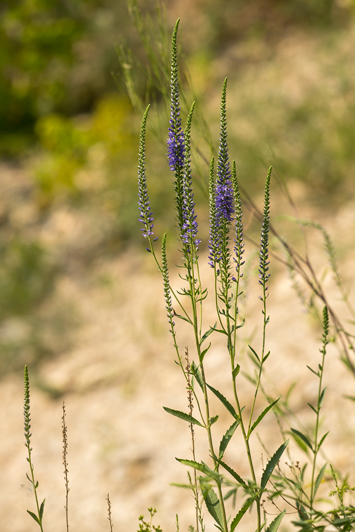 Image of Veronica spuria specimen.