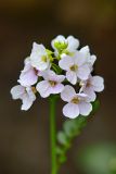 Cardamine uliginosa. Соцветие. Республика Северная Осетия-Алания, Ирафский р-н, Большой Кавказ, правый берег р. Даргонком, у начала морены ледника Донисарцете, ≈ 2640 м н.у.м., влажный берег ручья. 04.07.2021.