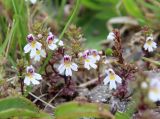 Euphrasia petiolaris