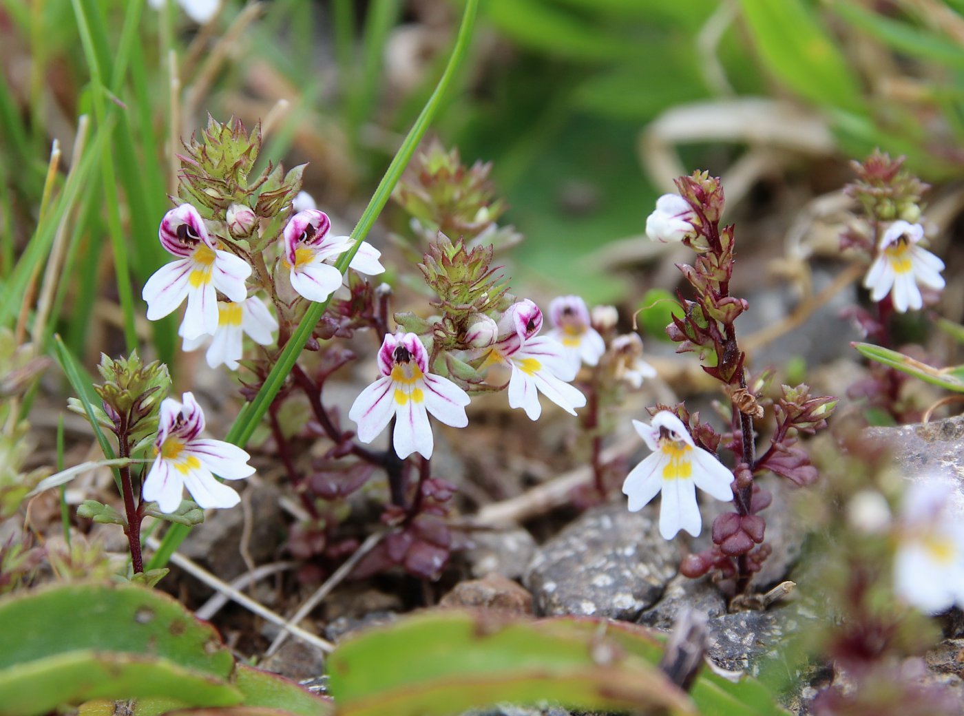 Image of Euphrasia petiolaris specimen.