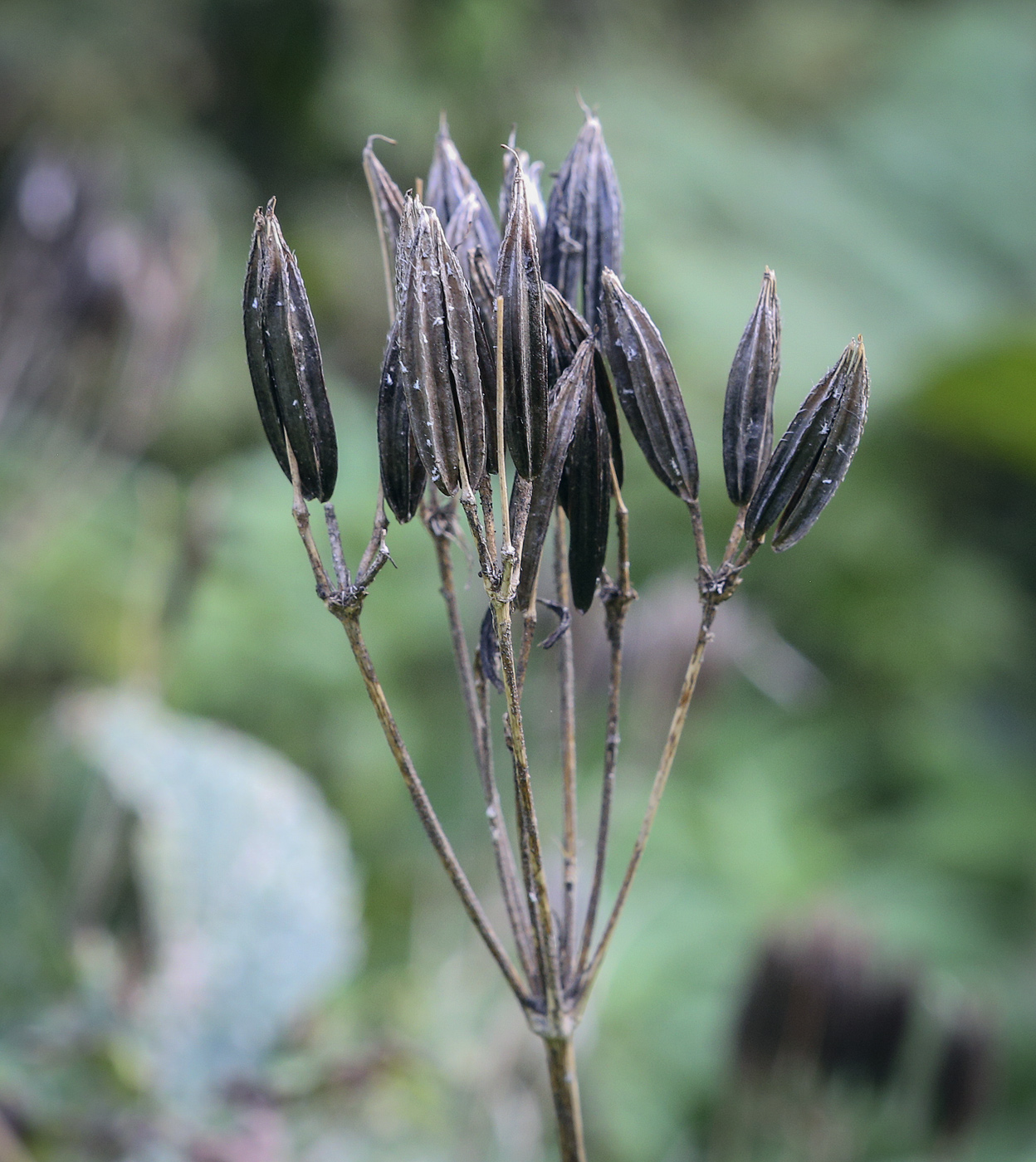 Image of Myrrhis odorata specimen.