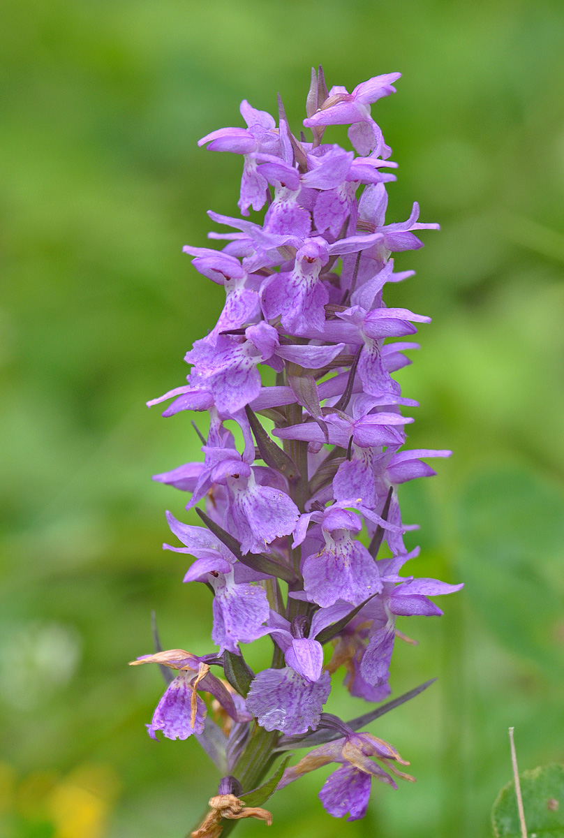 Изображение особи Dactylorhiza urvilleana.