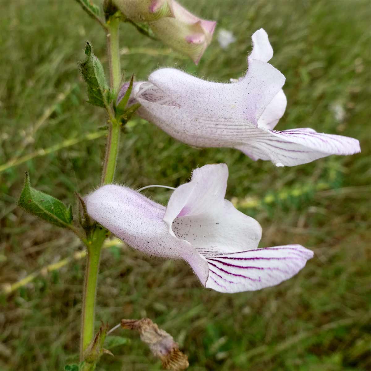 Изображение особи Ceratotheca triloba.