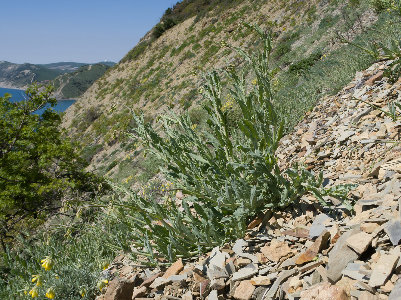 Image of Oberna crispata specimen.