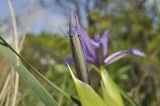 Iris ventricosa. Бутон. Приморский край, Уссурийский гор. округ, окр. с. Монакино, поляна на небольшой сопке. 15.05.2022.