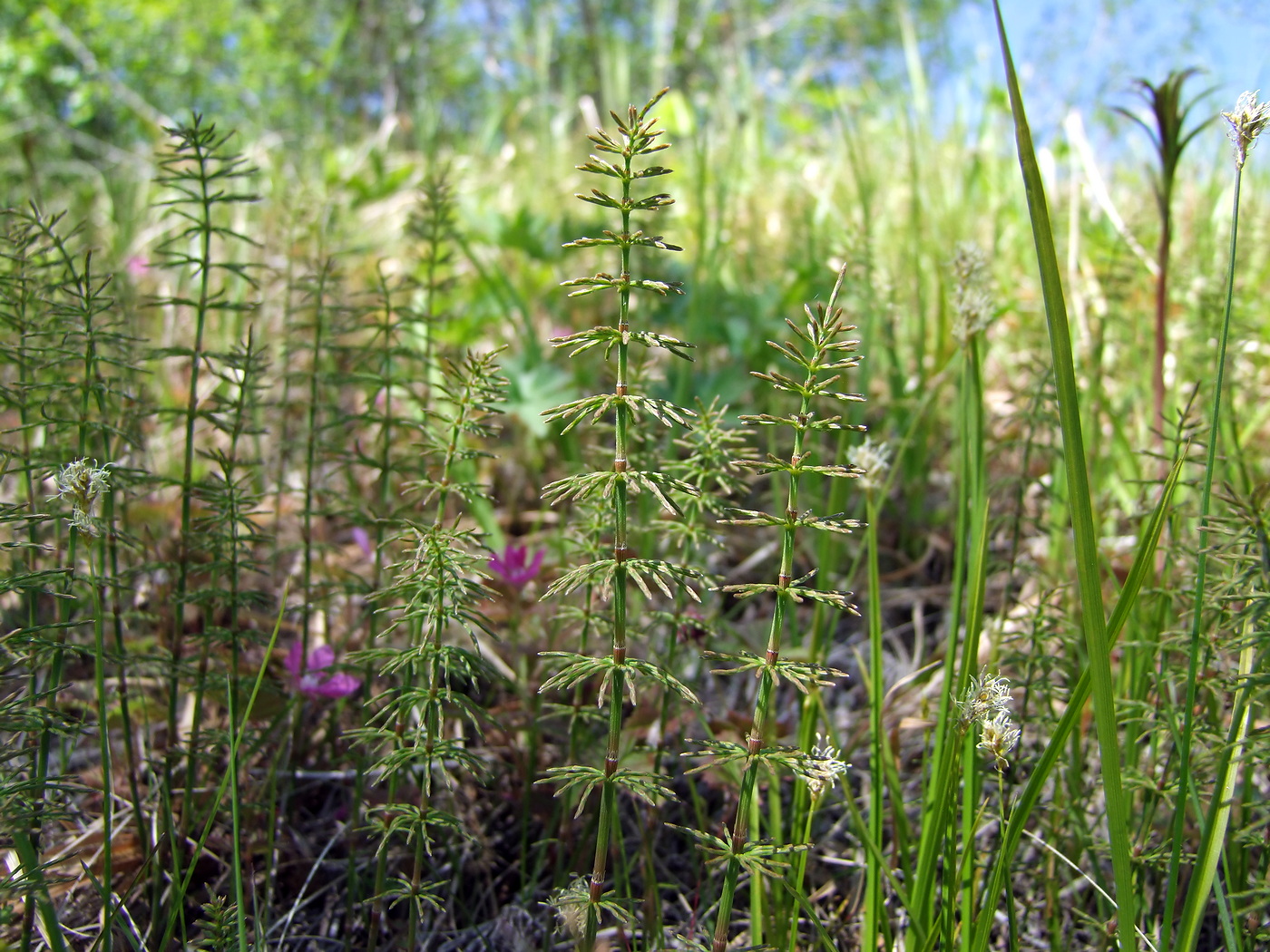 Изображение особи Equisetum pratense.