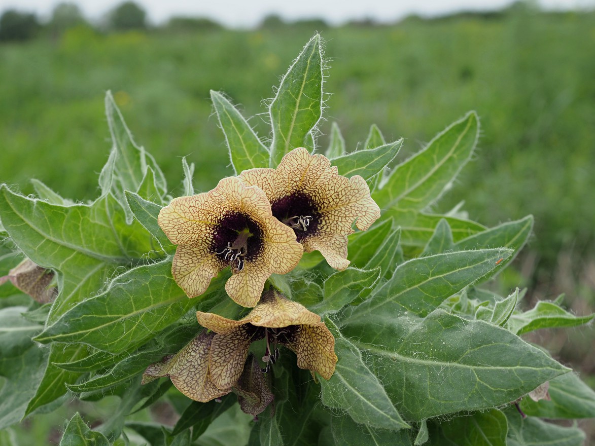 Image of Hyoscyamus niger specimen.