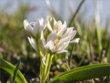 Ornithogalum balansae. Верхушка цветущего растения. Абхазия, Гагрский р-н, гора Мамдзышха, выс. 1816 м н.у.м., альпийский луг. 15.05.2021.