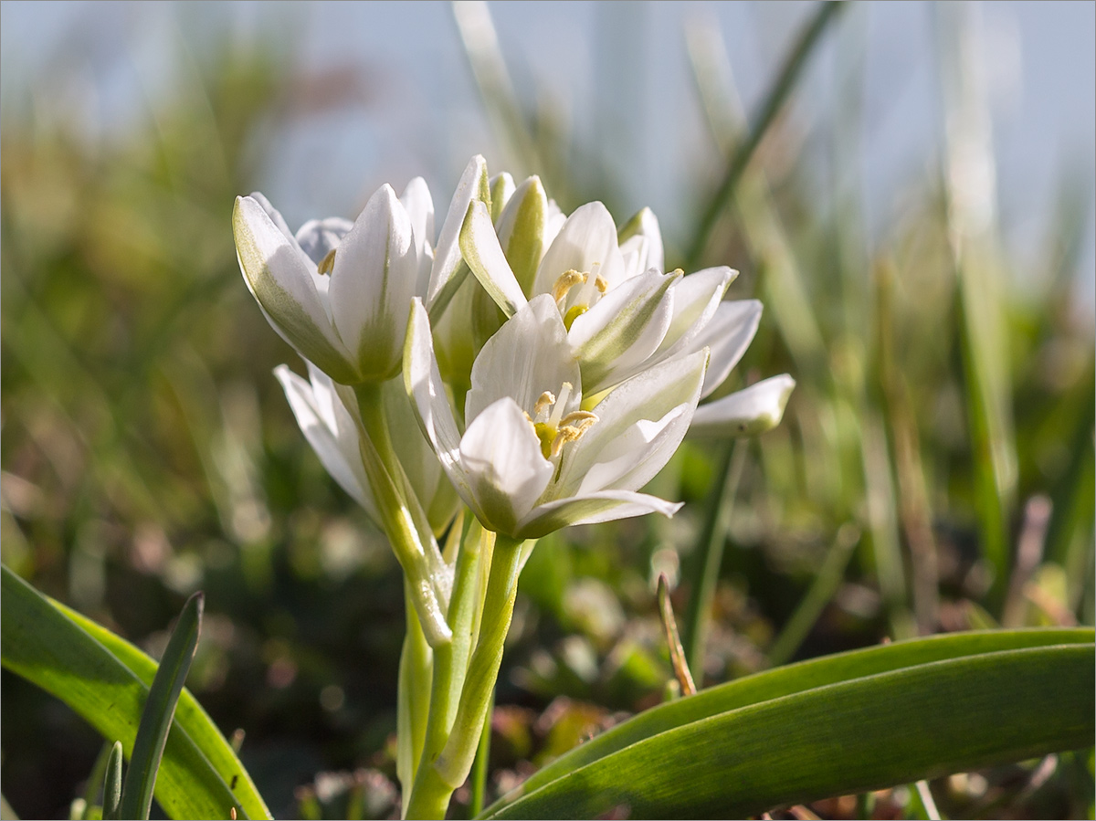 Изображение особи Ornithogalum balansae.