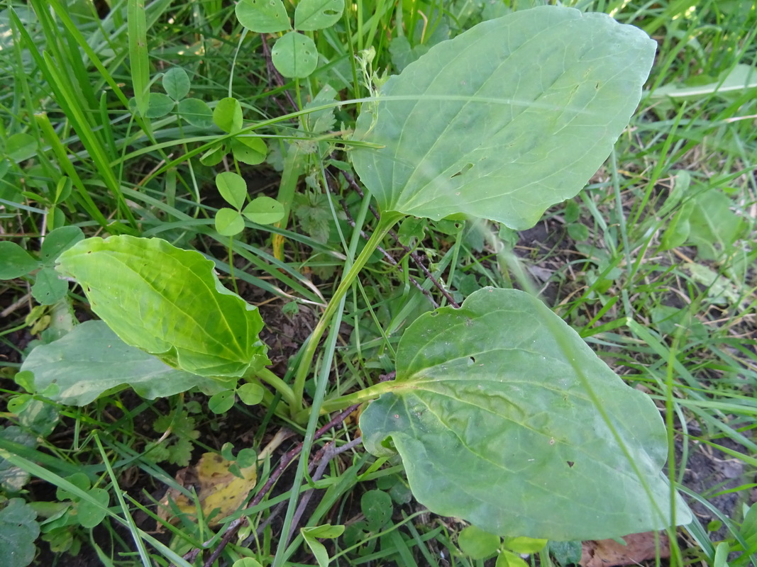 Image of Plantago major specimen.