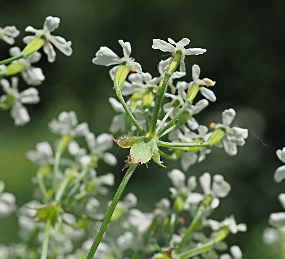 Изображение особи Anthriscus sylvestris.