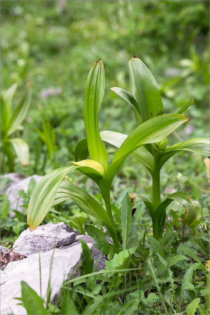 Image of Colchicum speciosum specimen.