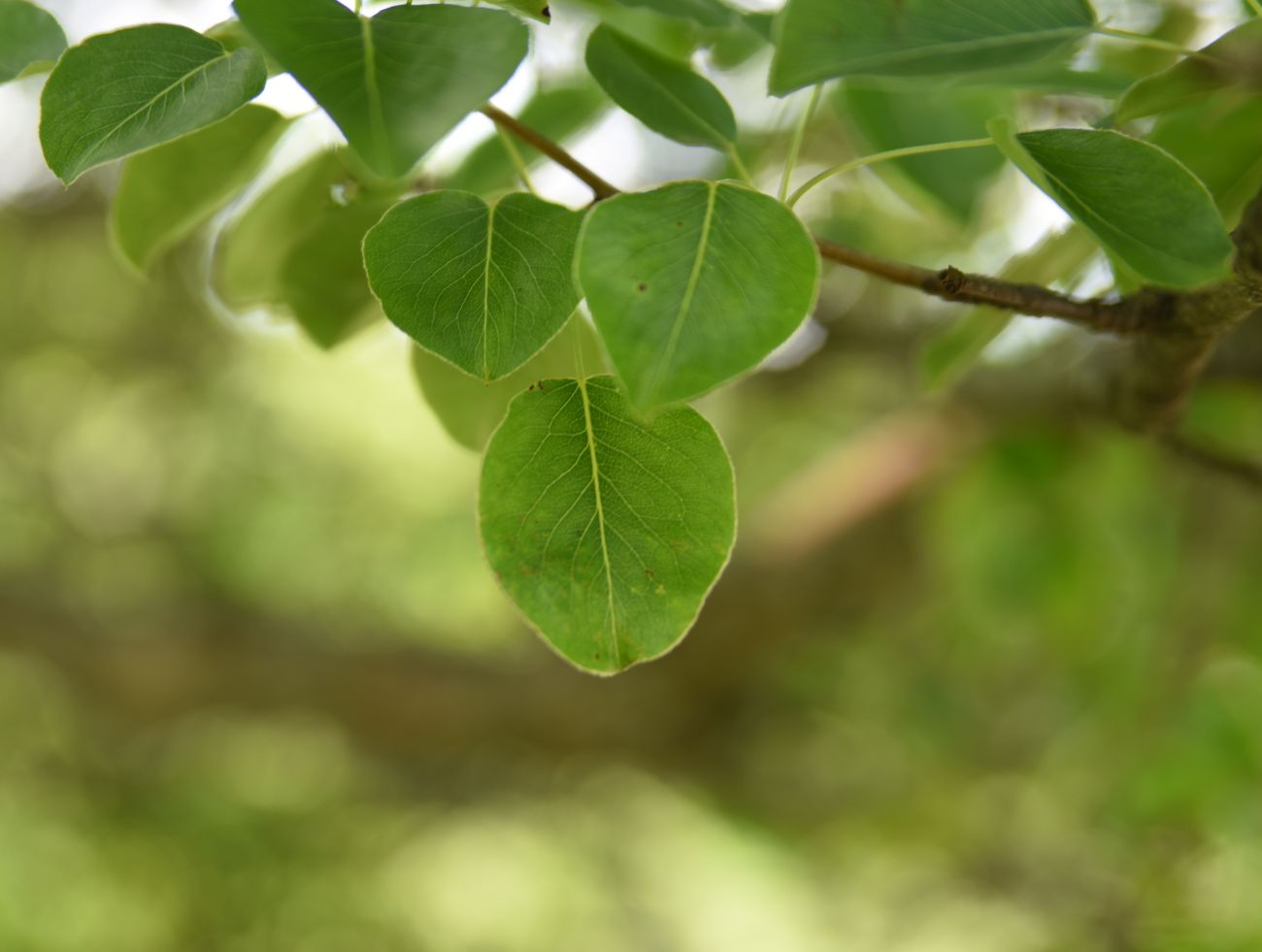 Image of Pyrus caucasica specimen.