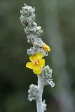 Verbascum eriorrhabdon. Часть соцветия. Республика Абхазия, р. Кяласур. 23.08.2009.