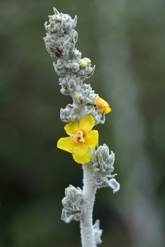 Изображение особи Verbascum eriorrhabdon.