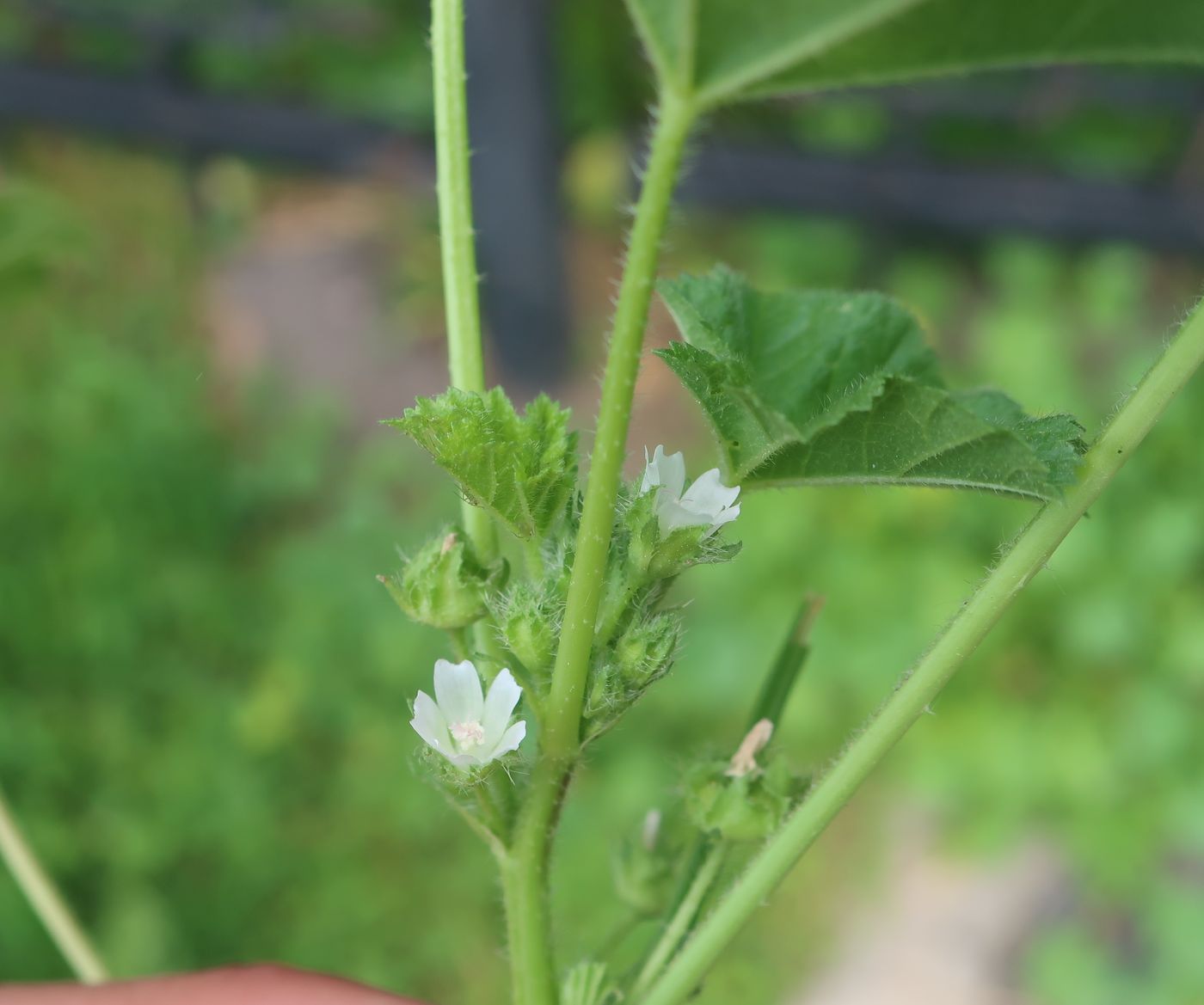 Изображение особи Malva pusilla.