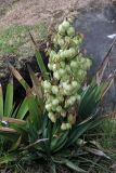 Yucca gloriosa. Цветущее растение. Новая Зеландия, р-н Уаикато, окр. Роторуа, лесной парк \"Whakarewarewa\". 28.12.2013.
