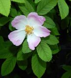 genus Rosa
