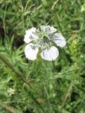 Nigella arvensis. Цветущее растение. Ростовская обл., Октябрьский р-н, окр. станицы Заплавская. 27.06.2010.