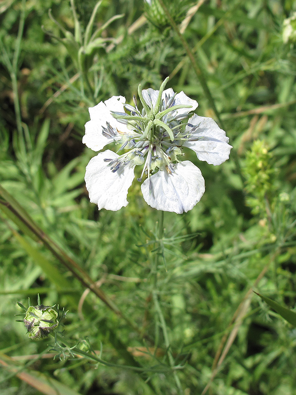 Изображение особи Nigella arvensis.