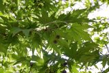 Platanus orientalis