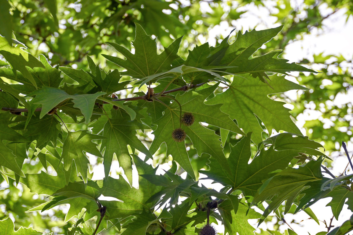 Изображение особи Platanus orientalis.